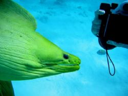 Free swimming Green Moray posing for the camera. Taken in... by Peter Fields 